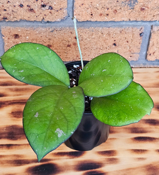 💥💫Hoya Priktai  (Russia) #4💫💥