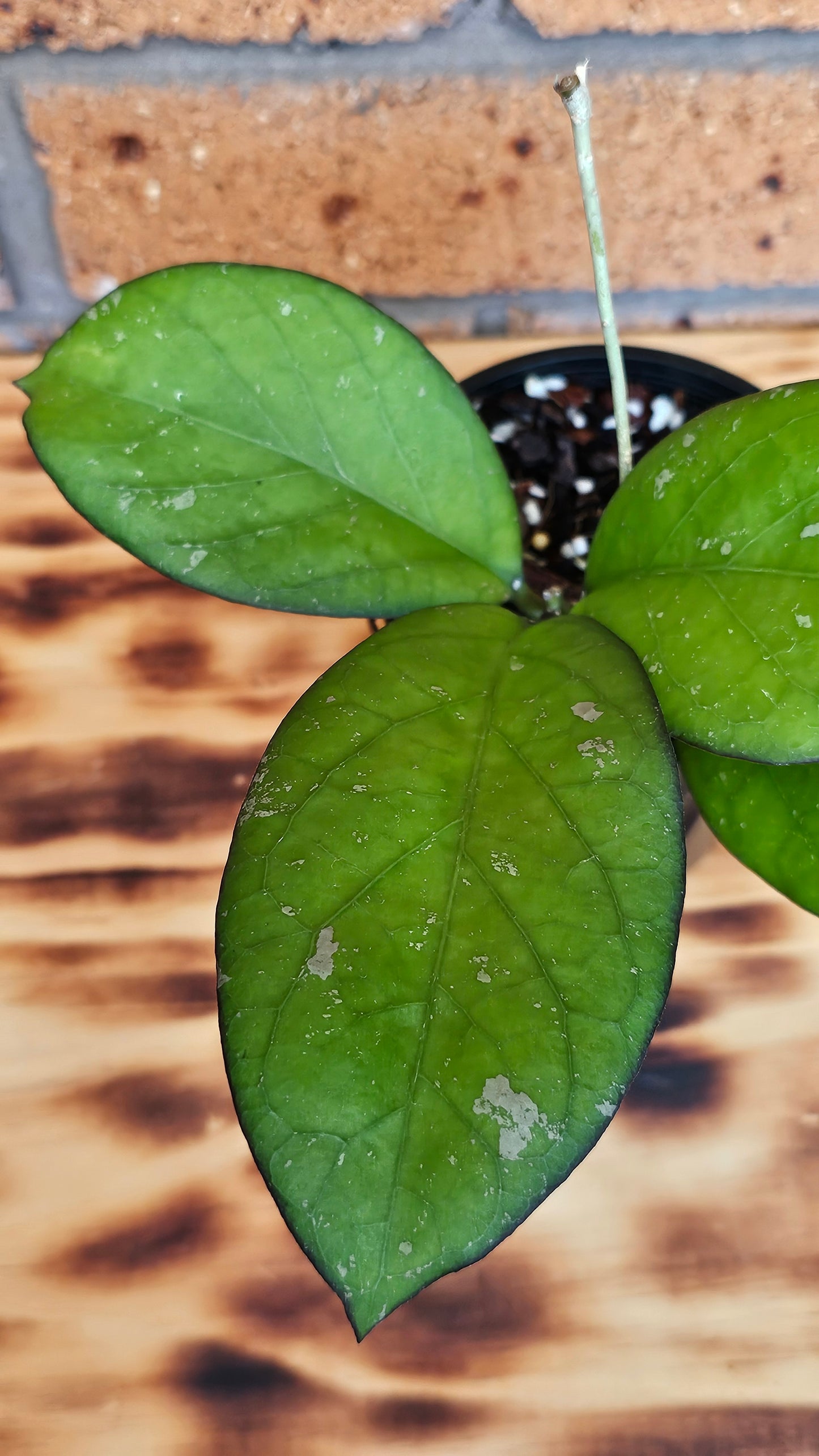 💥💫Hoya Priktai  (Russia) #4💫💥