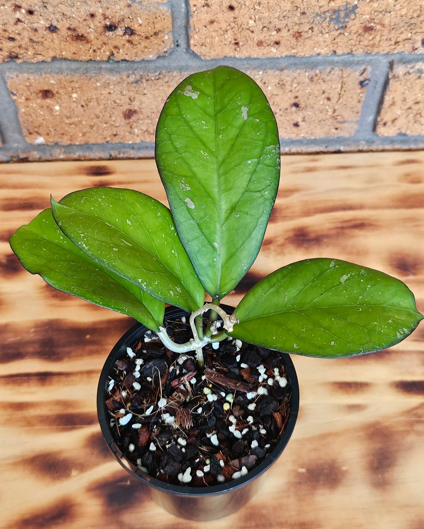 💥💫Hoya Priktai  (Russia) #4💫💥