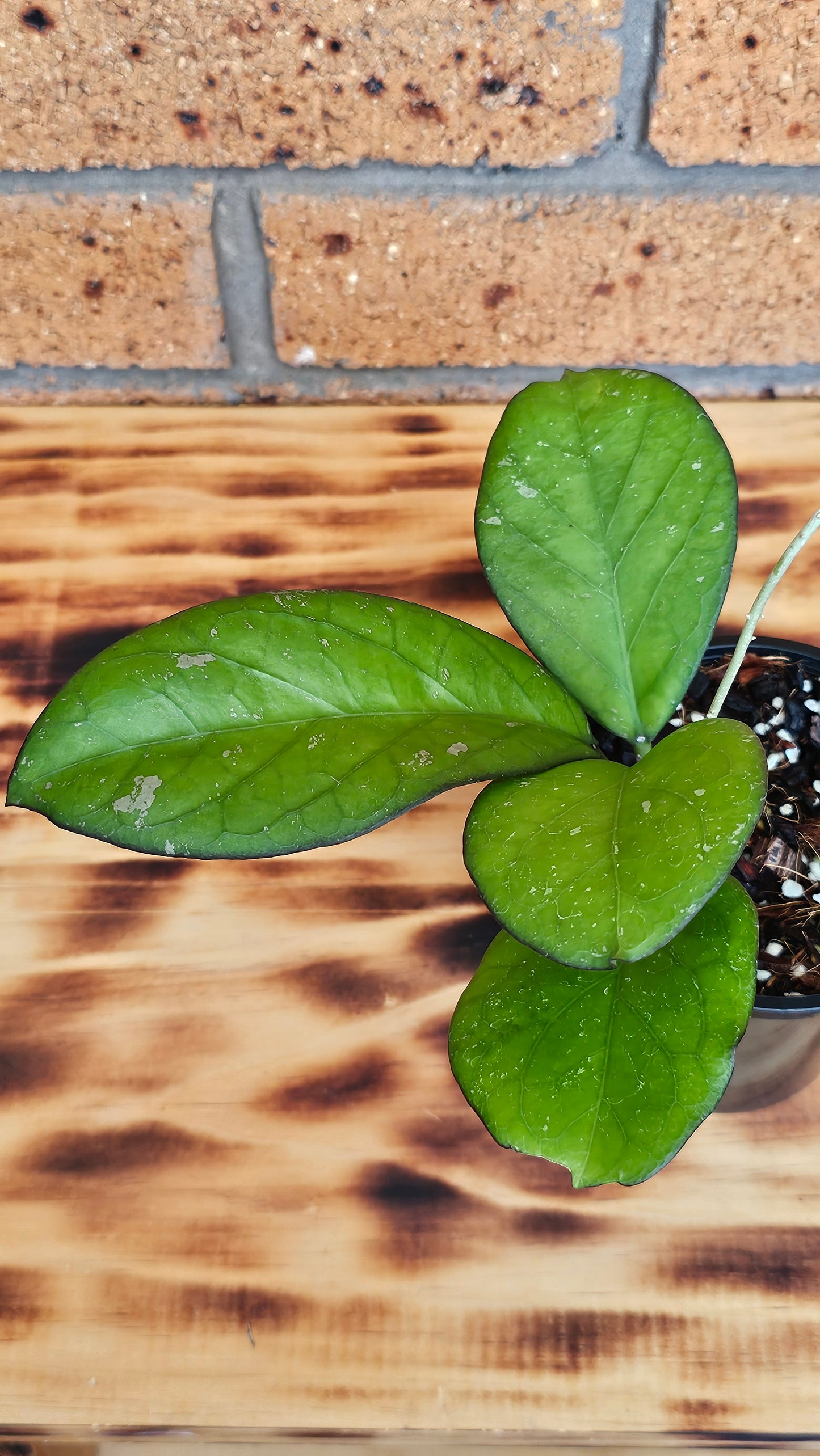 💥💫Hoya Priktai  (Russia) #4💫💥