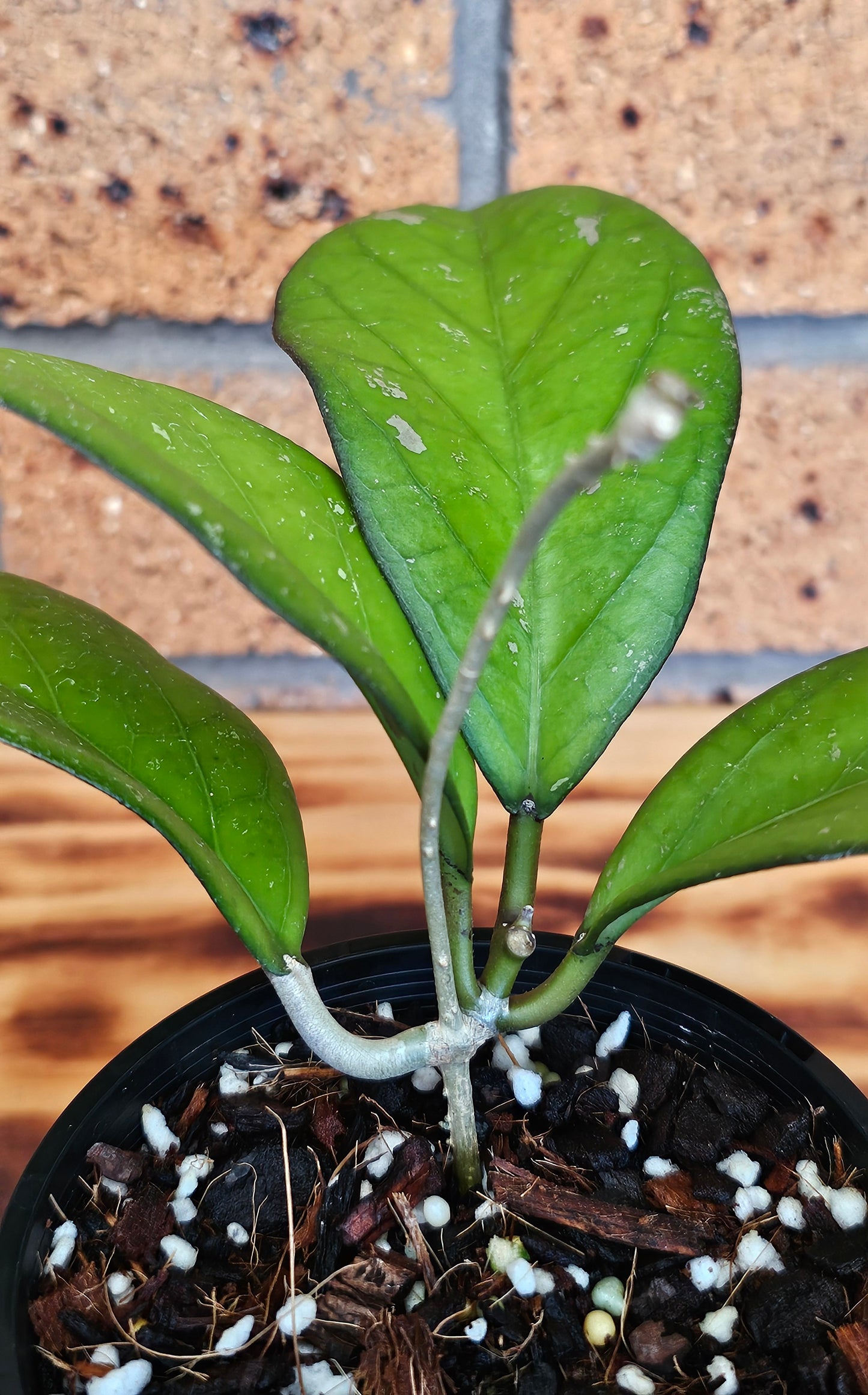 💥💫Hoya Priktai  (Russia) #4💫💥