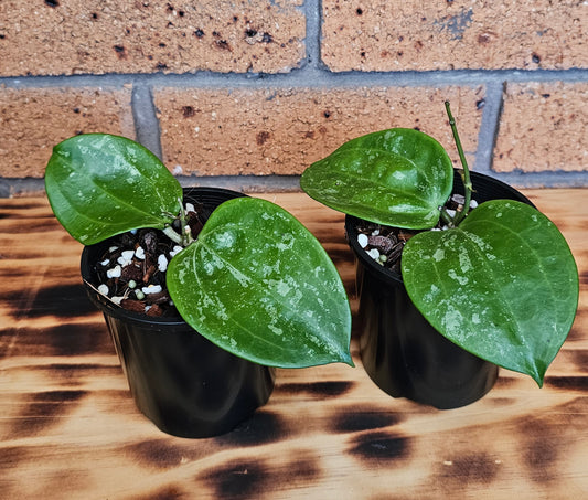 💥🪴 Hoya latifolia  'Snow Queen'  🪴💥