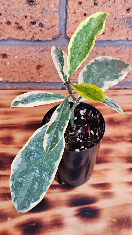 💥🪴 Hoya multiflora Albomarginata 🪴💥