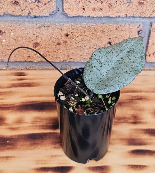 💥🪴🦄 Hoya caudata 'Argene'🦄🪴💥