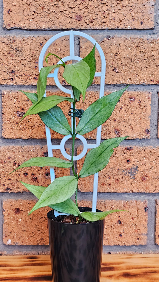 💫🪴 Hoya polyneura 'Splash'🪴💫