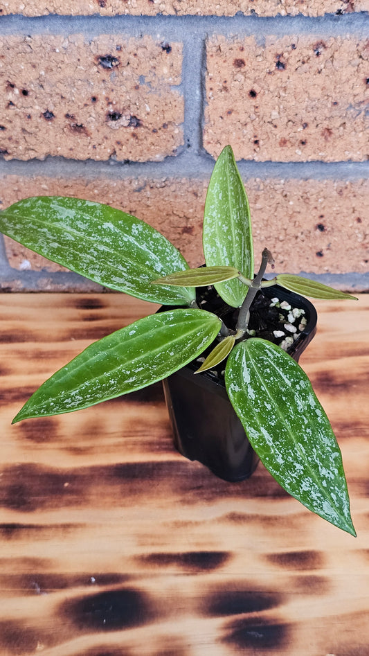 💫🪴Hoya sp. Rangsan Splash🪴💫