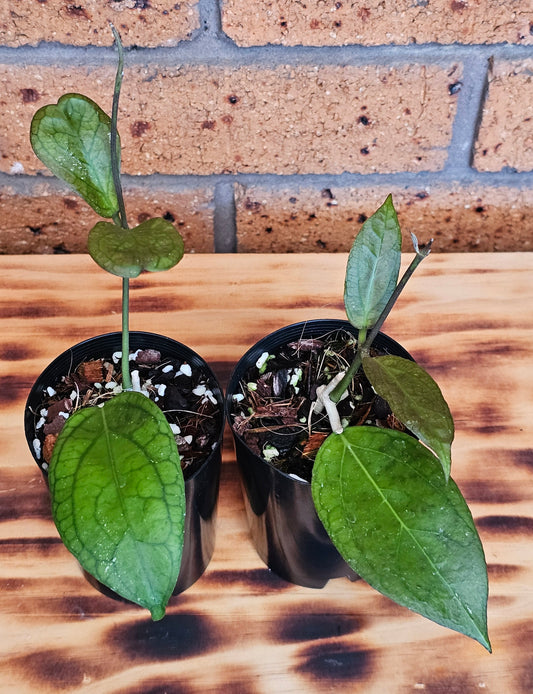 🪴 Hoya 'Tequila Sunrise' 🪴