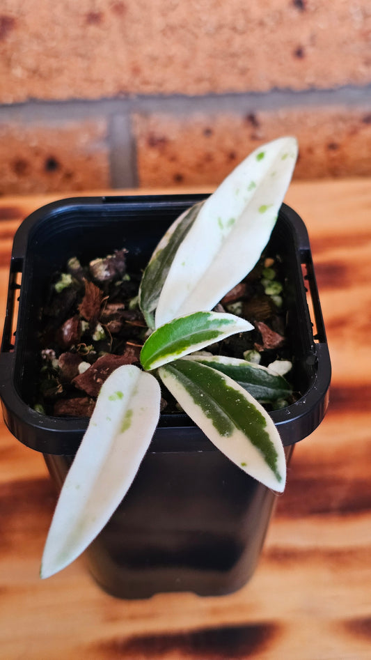 💥🪴🦄 Hoya 'Lyi Prism' (Possibly the True Form)