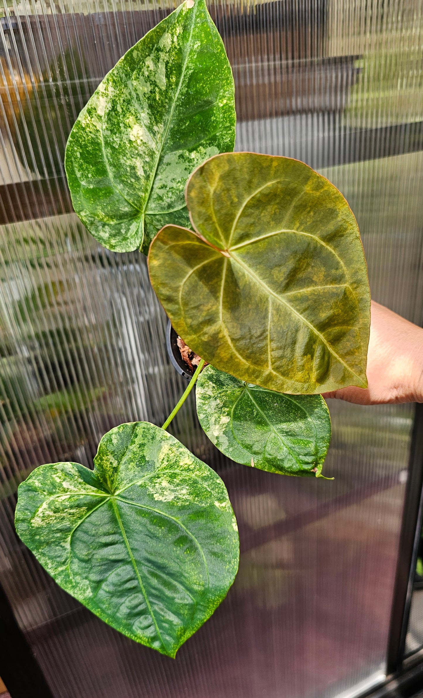 💫🌿 Variegated Anthurium forgetii x🌿💫 #1