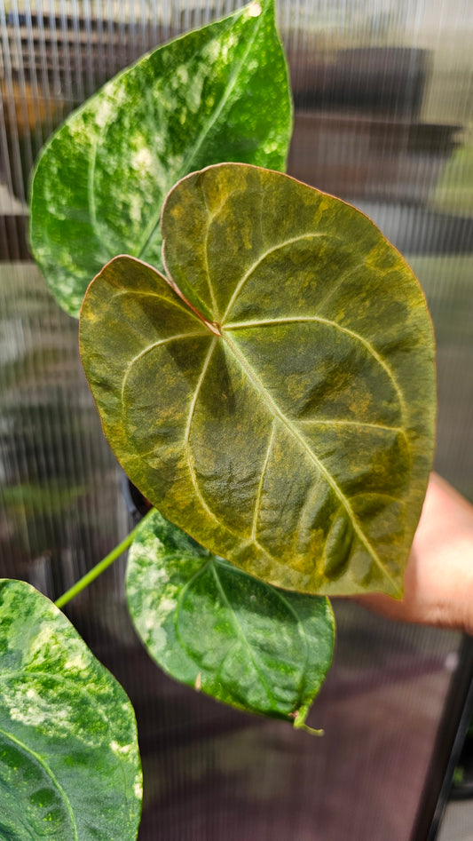 💫🌿 Variegated Anthurium forgetii x🌿💫 #1