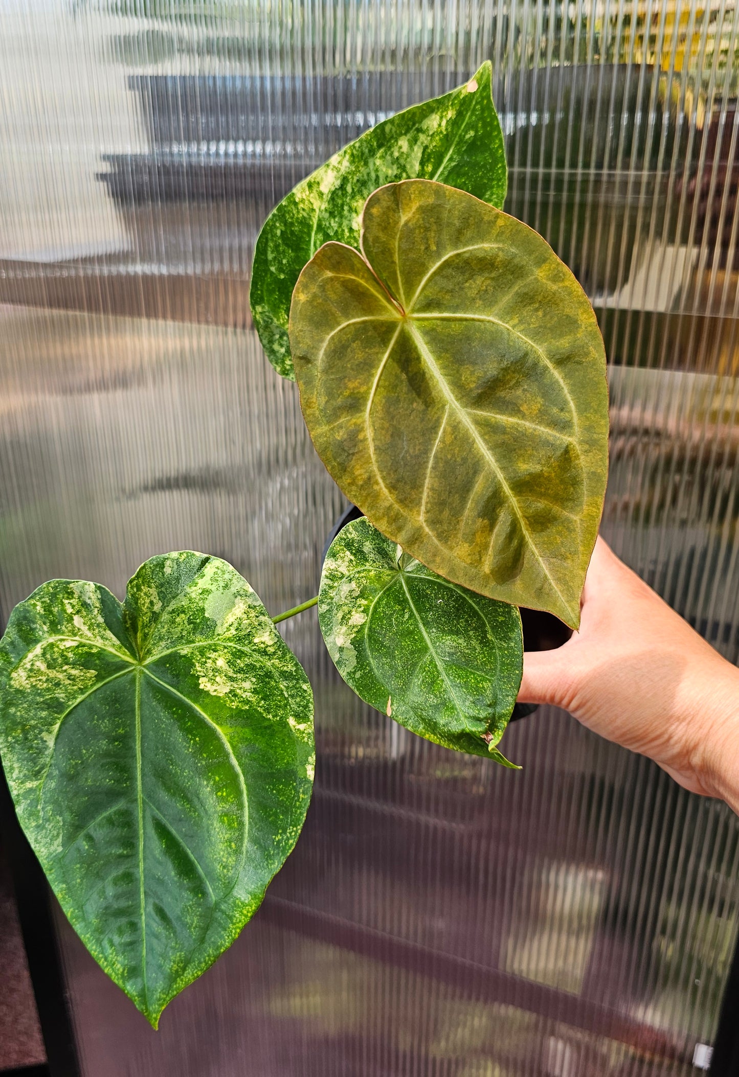 💫🌿 Variegated Anthurium forgetii x🌿💫 #1