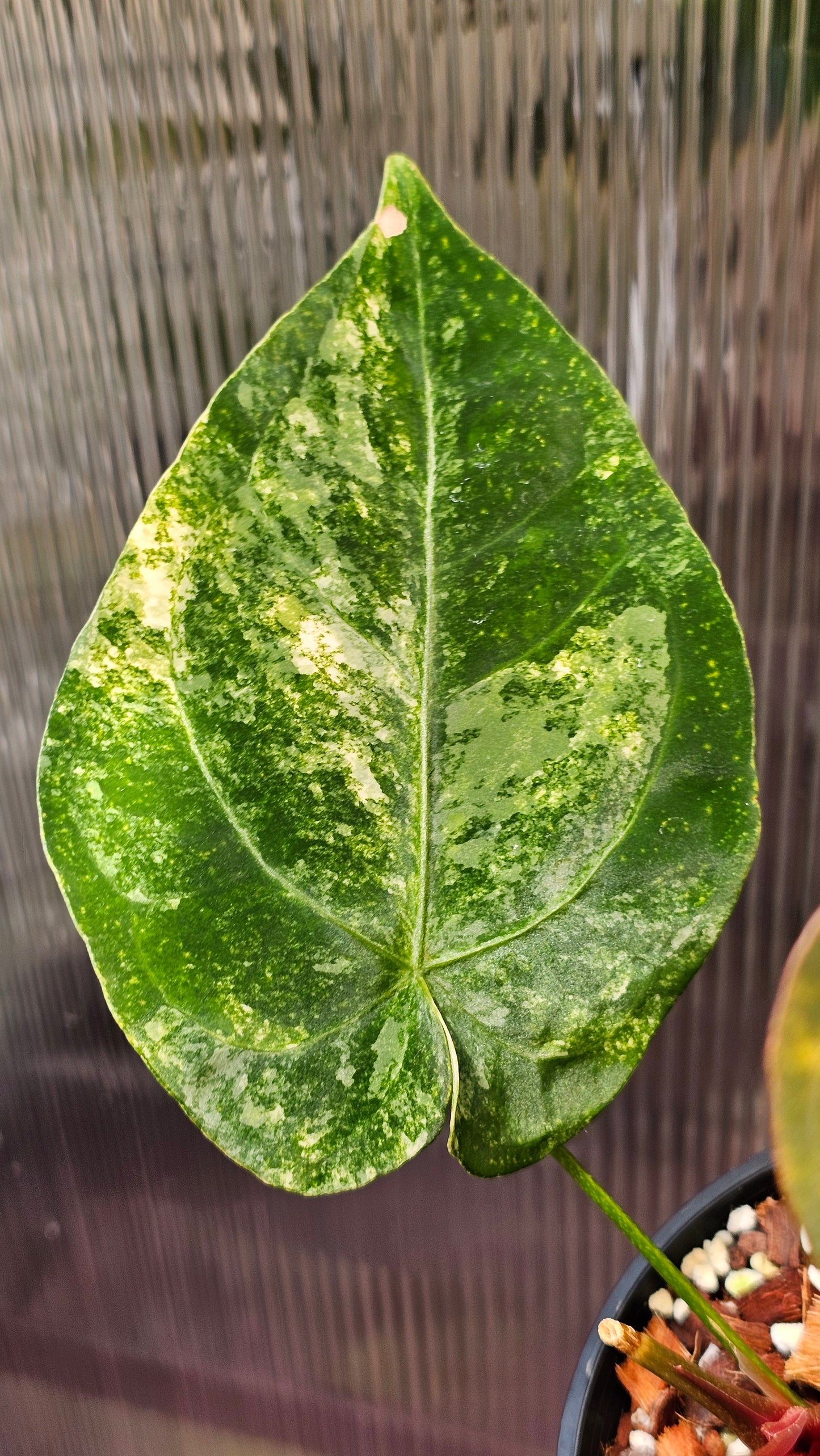 💫🌿 Variegated Anthurium forgetii x🌿💫 #1
