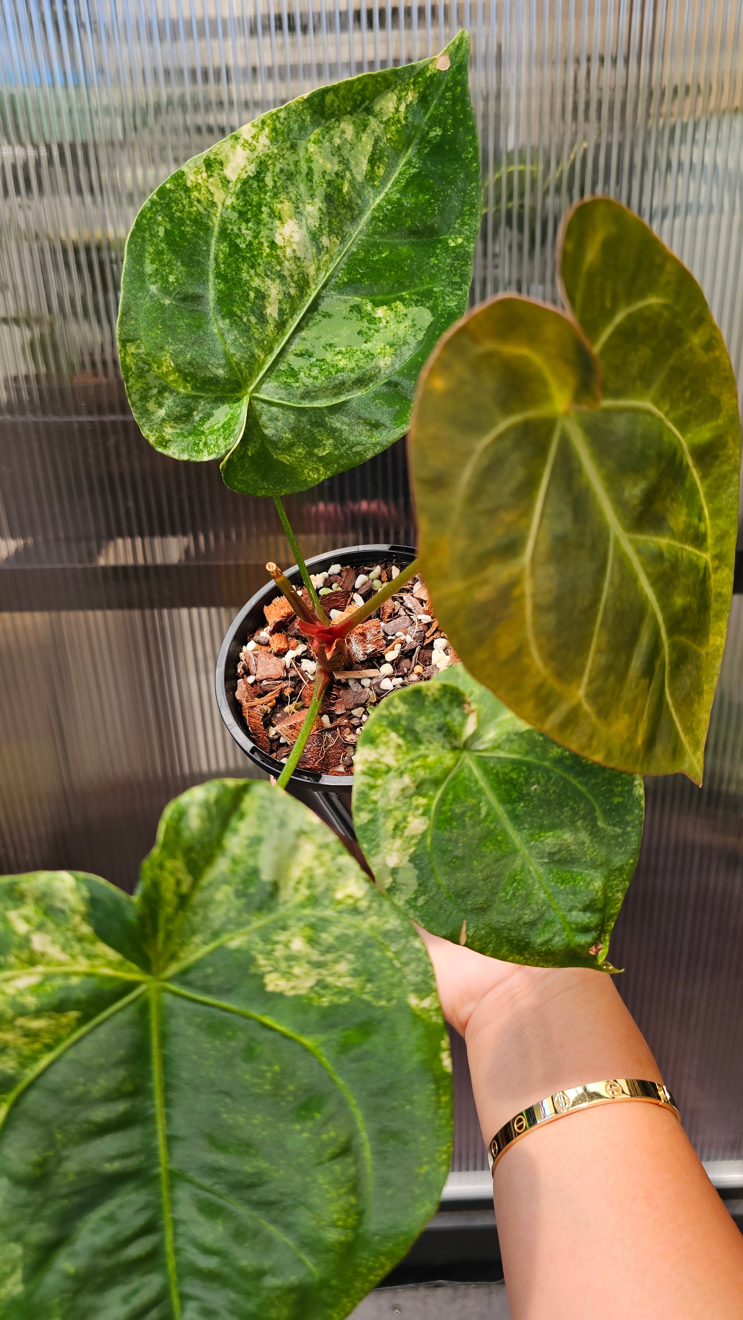 💫🌿 Variegated Anthurium forgetii x🌿💫 #1