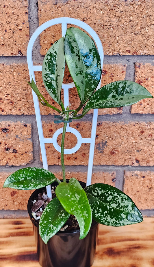 🪴 Hoya carnosa AH-074  (Silvery Splash Leaf)