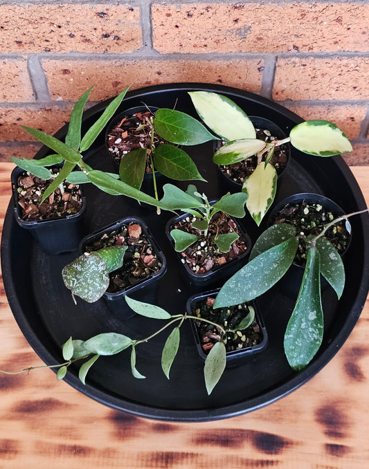 🎄🪴🌸 Hoya Christmas Bundle Pack #2🌸🪴🎄