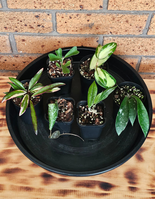 🎄🪴🌸Hoya Christmas Bundle Pack #1🌸🪴🎄