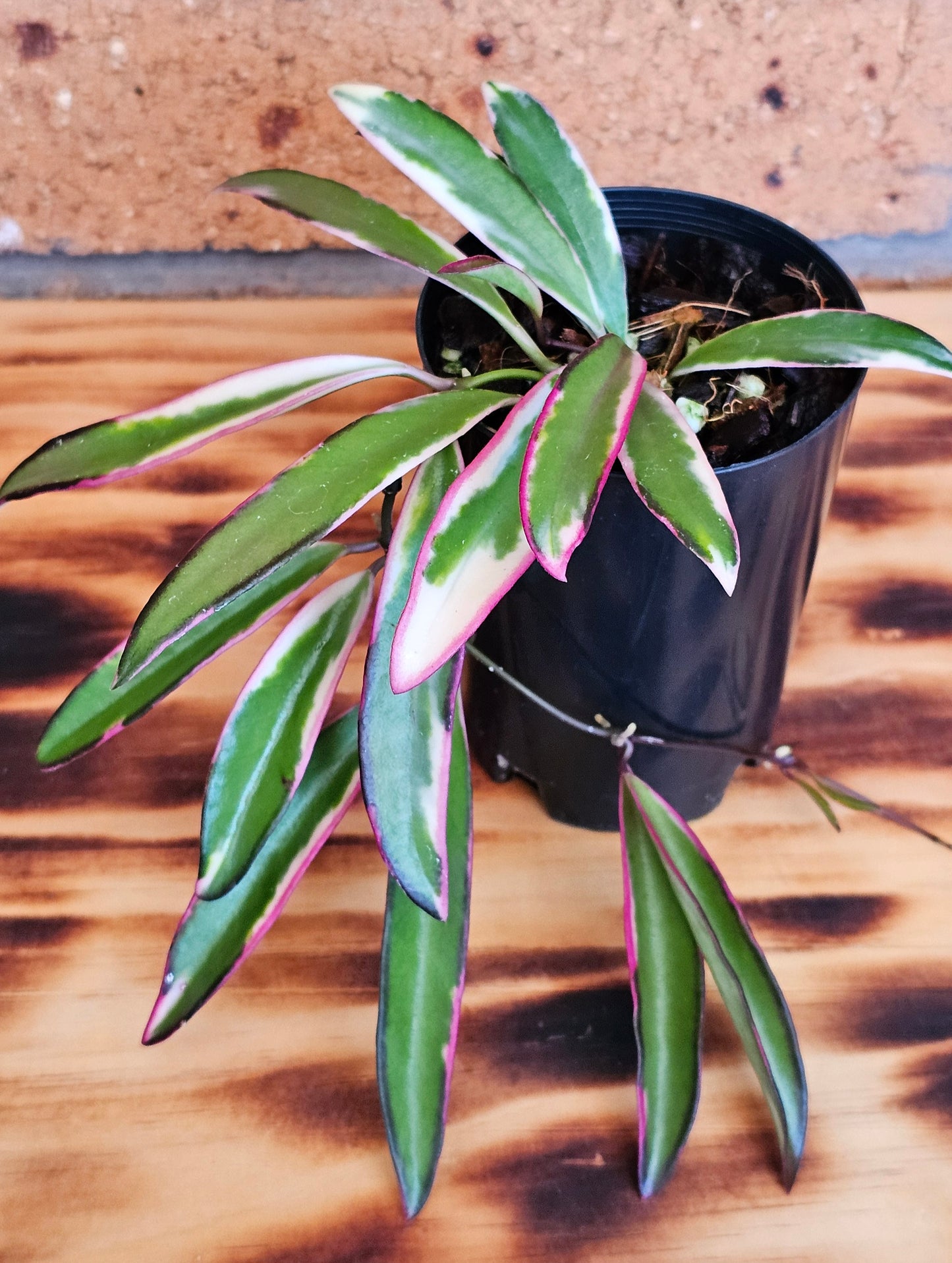 💥Hoya 'Lori Lyn'💥