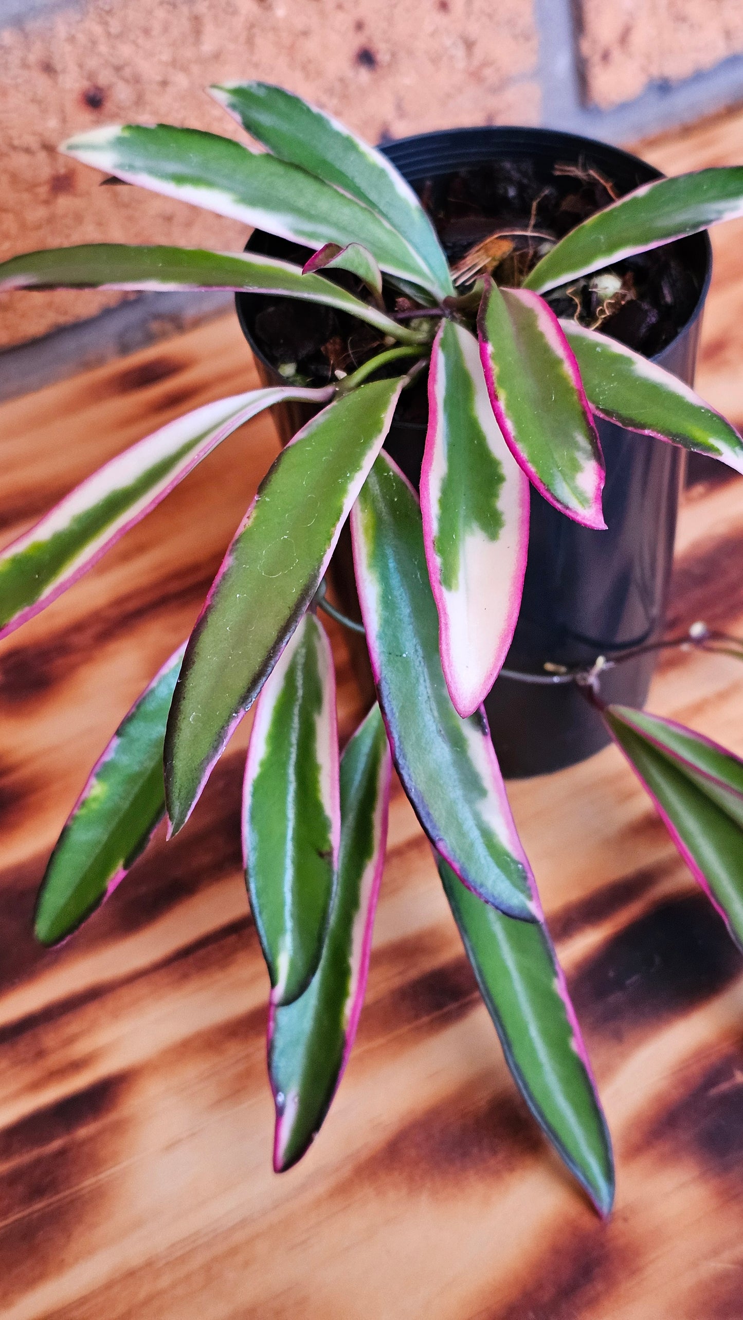 💥Hoya 'Lori Lyn'💥