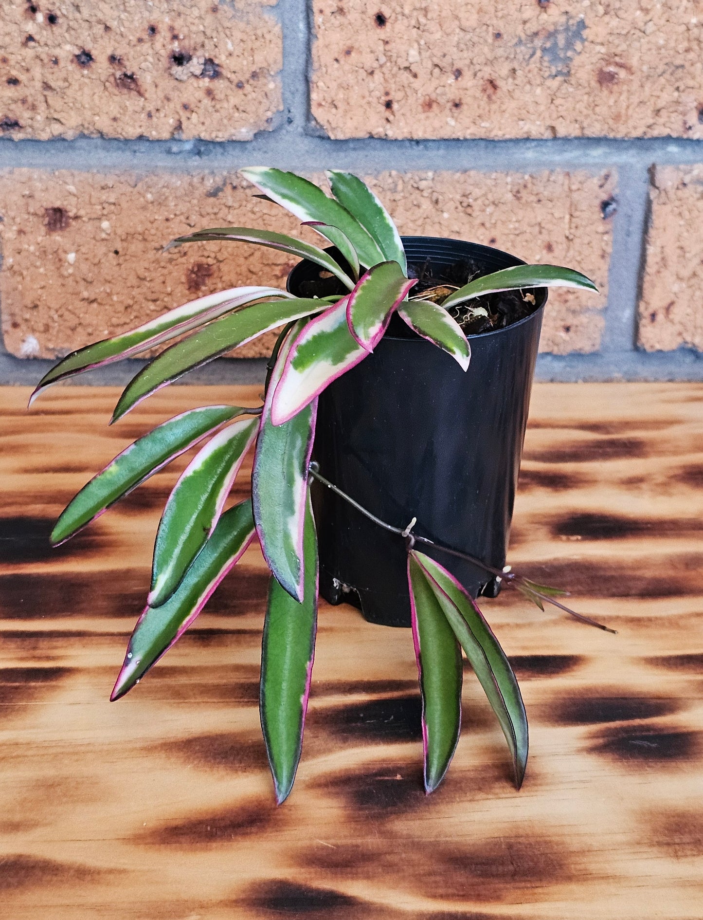 💥Hoya 'Lori Lyn'💥