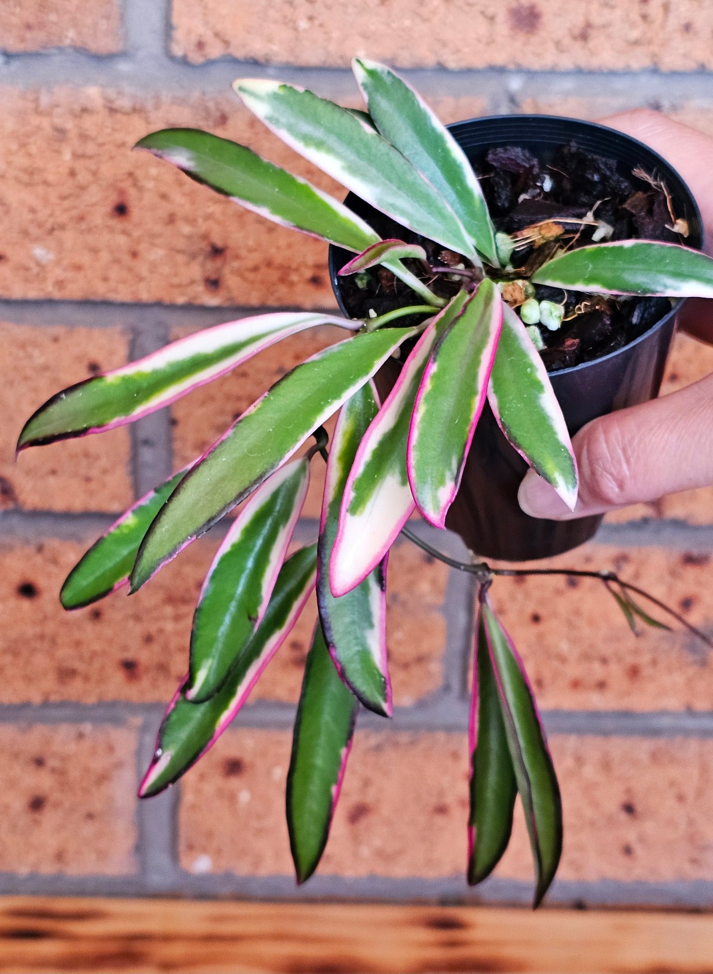 💥Hoya 'Lori Lyn'💥