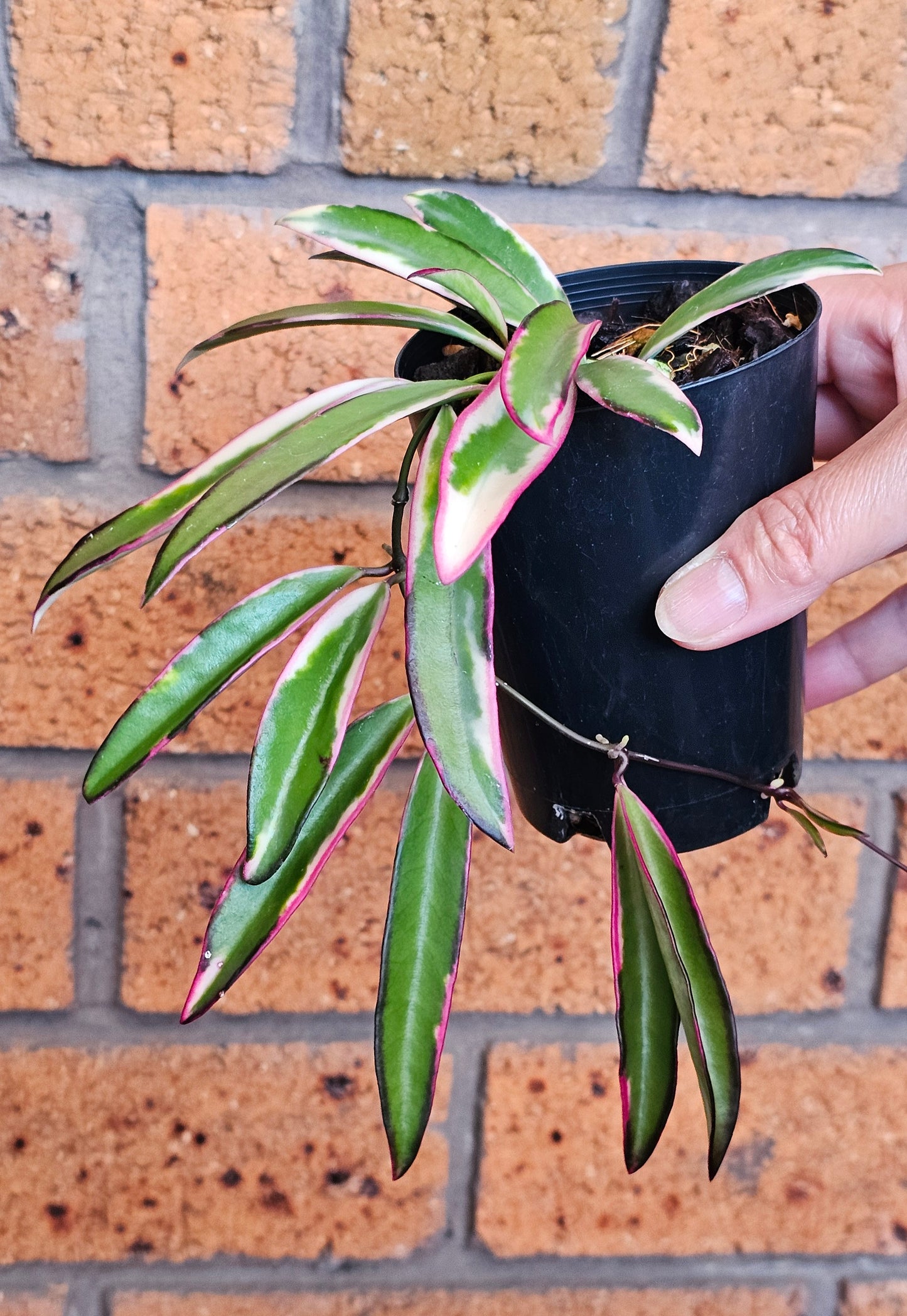 💥Hoya 'Lori Lyn'💥