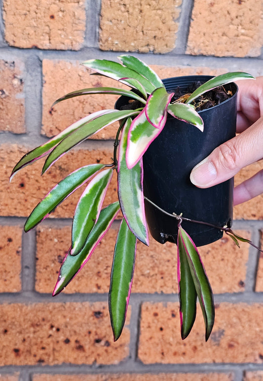 💥Hoya 'Lori Lyn'💥