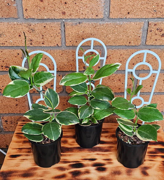 💥💫 Hoya Sp Para Albomarginata 💫💥