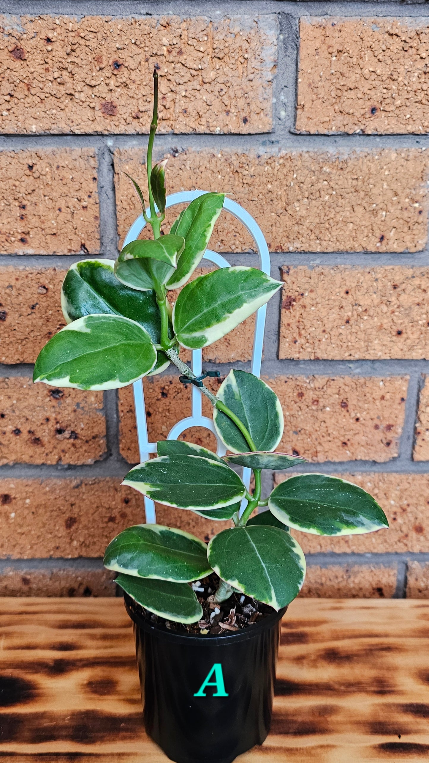 💥💫 Hoya Sp Para Albomarginata 💫💥
