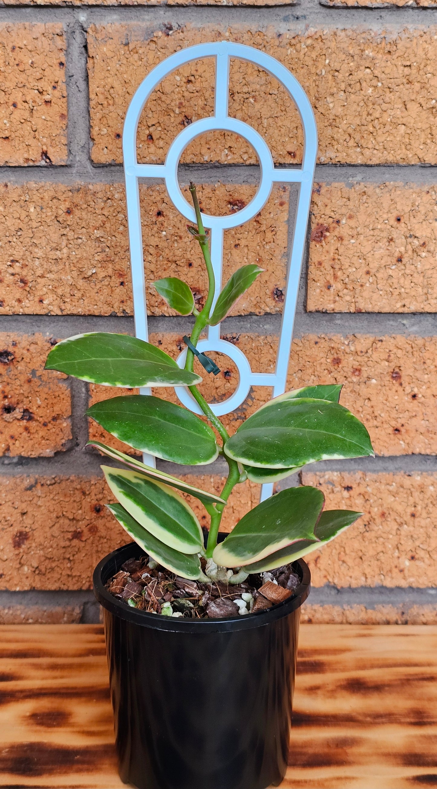 💥💫 Hoya Sp Para Albomarginata 💫💥