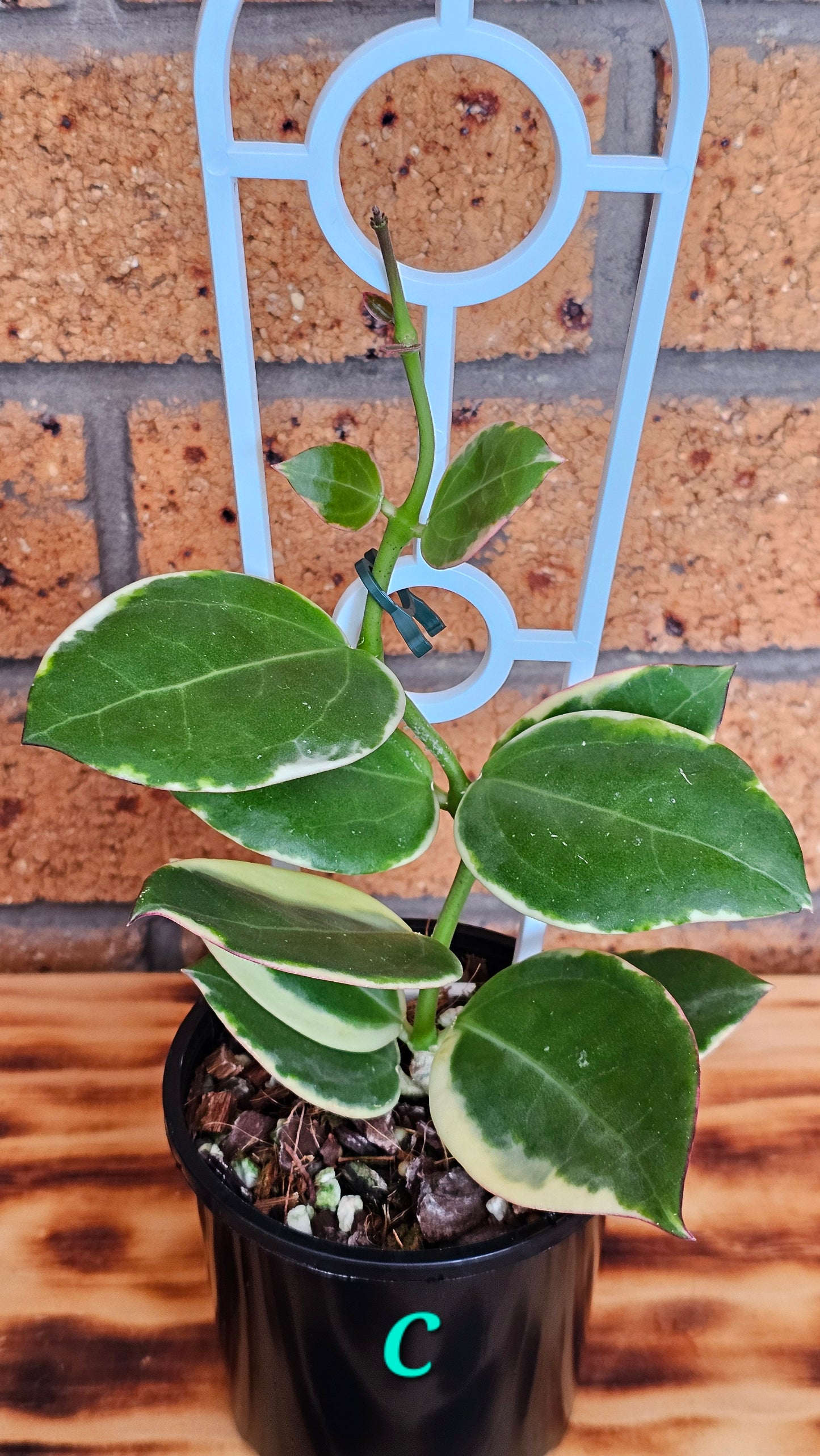 💥💫 Hoya Sp Para Albomarginata 💫💥