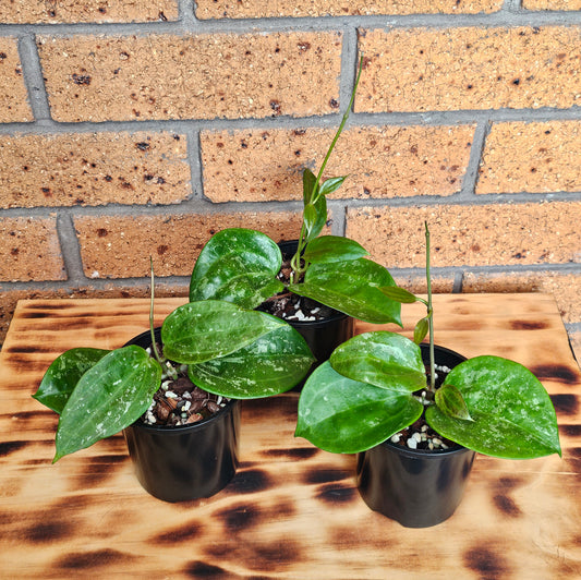 💥🪴 Hoya latifolia  'Snow Queen'  🪴💥