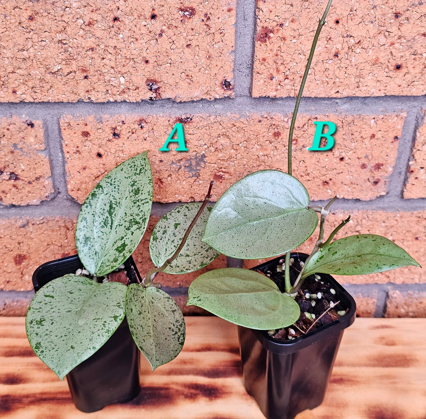 💥Hoya verticillata 'Heart Silver'💥