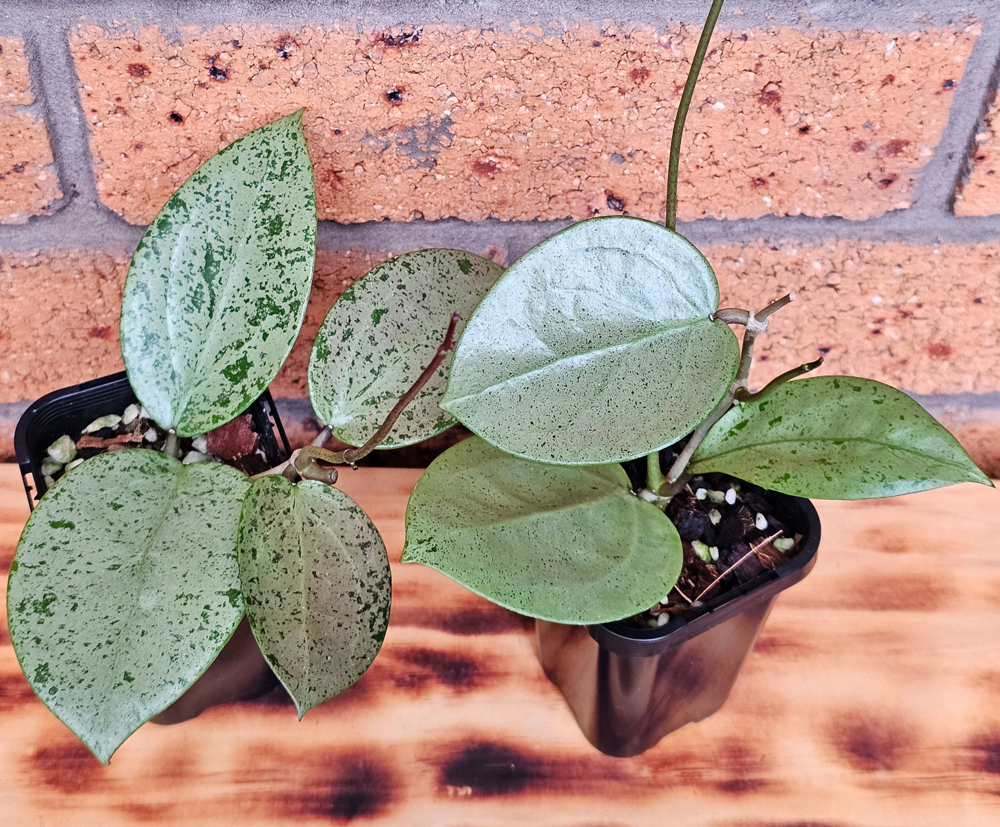 💥Hoya verticillata 'Heart Silver'💥