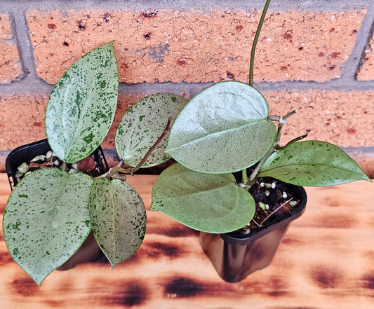 💥Hoya verticillata 'Heart Silver'💥