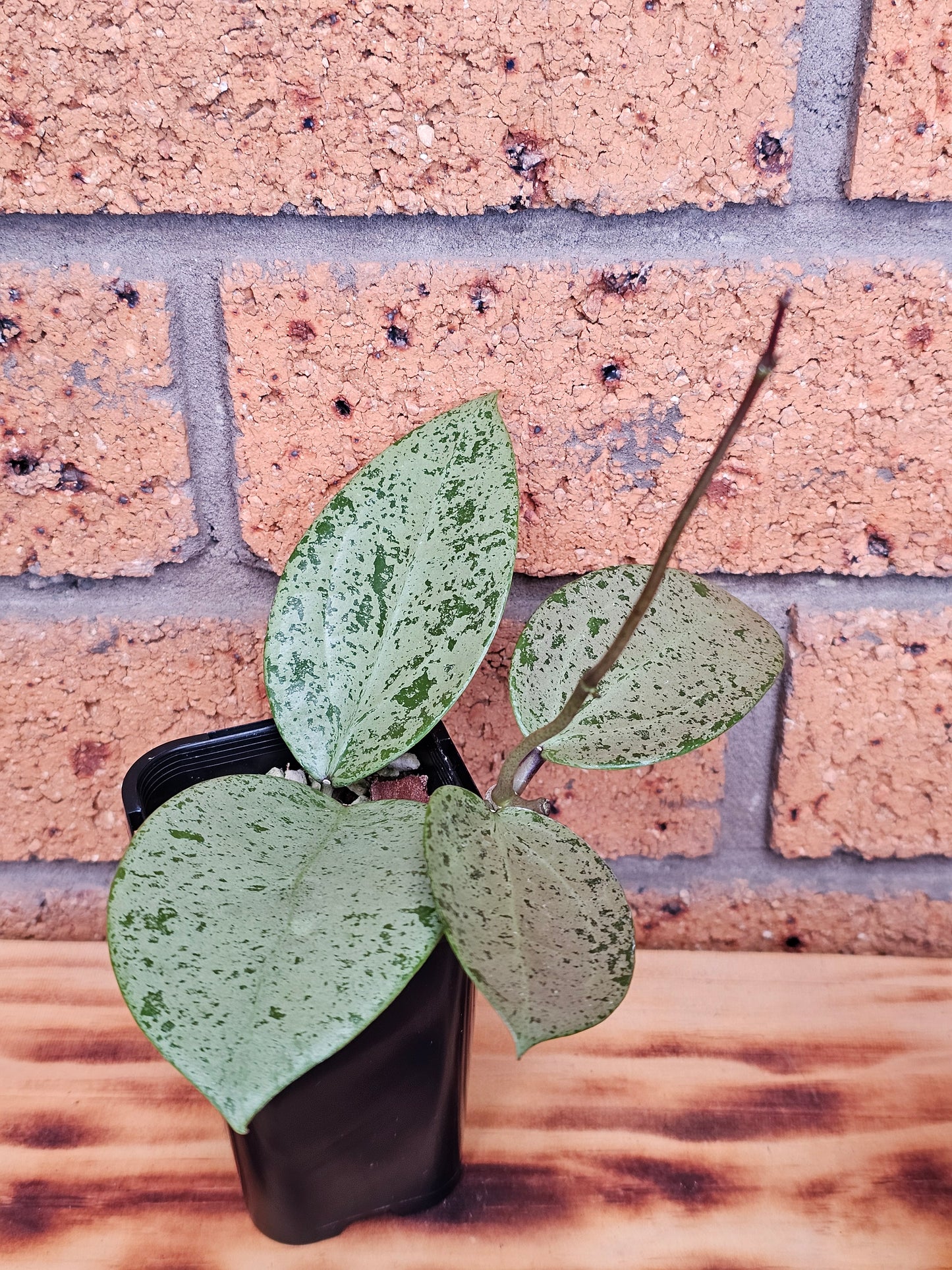 💥Hoya verticillata 'Heart Silver'💥
