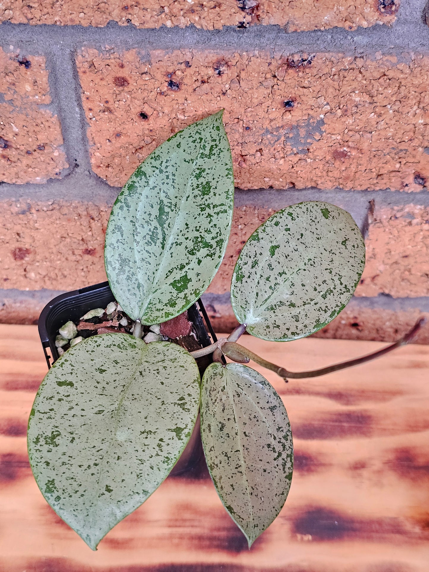 💥Hoya verticillata 'Heart Silver'💥