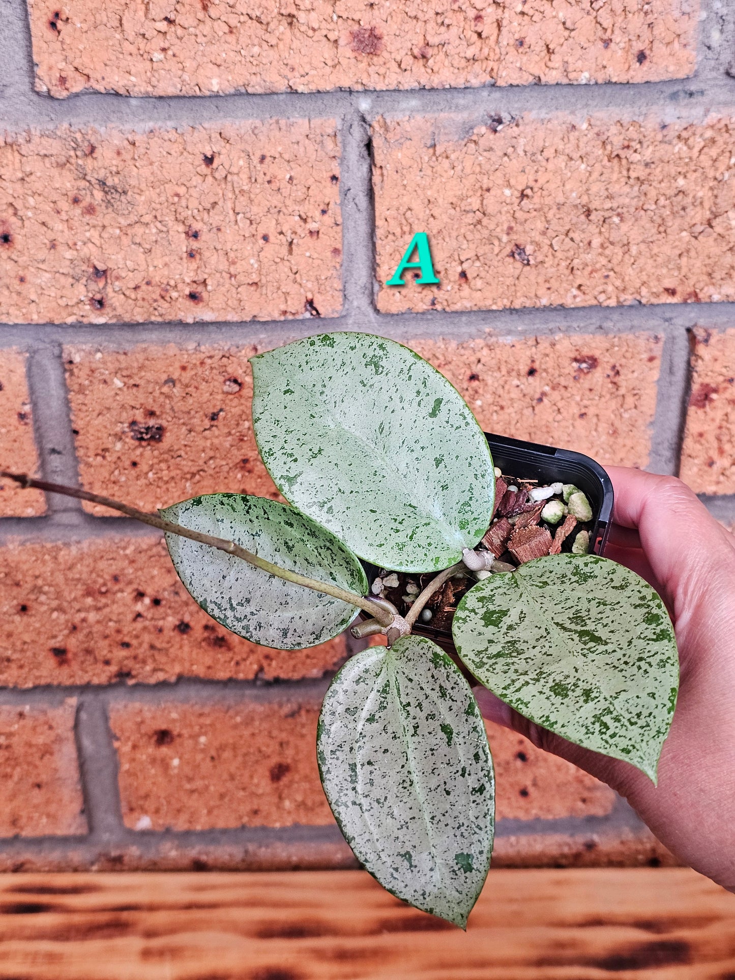 💥Hoya verticillata 'Heart Silver'💥