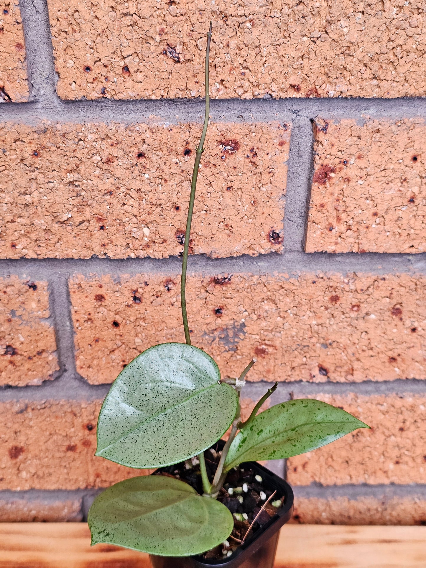 💥Hoya verticillata 'Heart Silver'💥