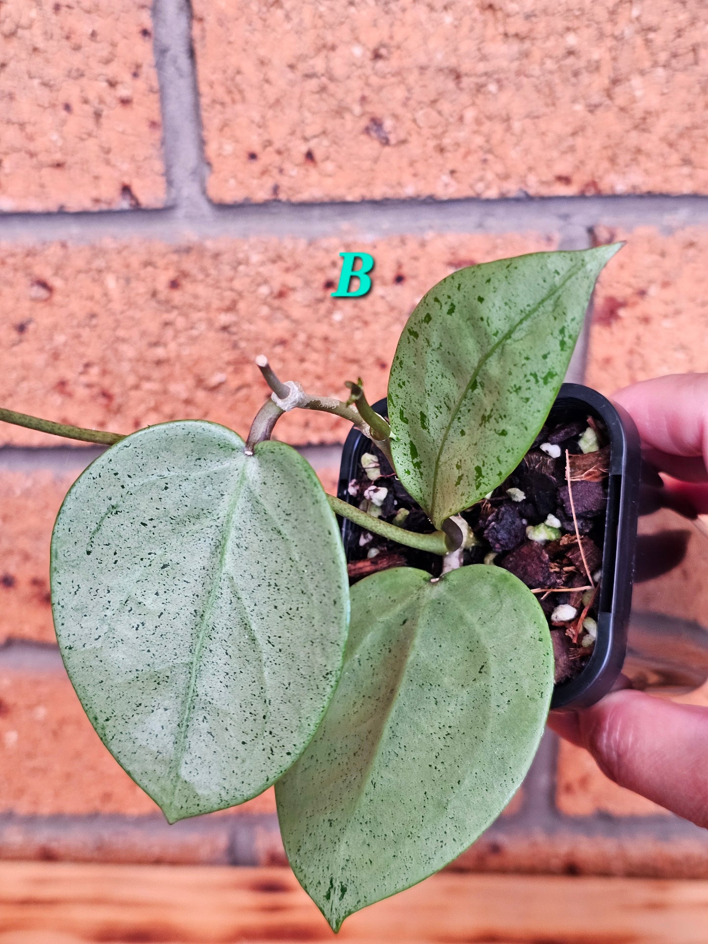 💥Hoya verticillata 'Heart Silver'💥