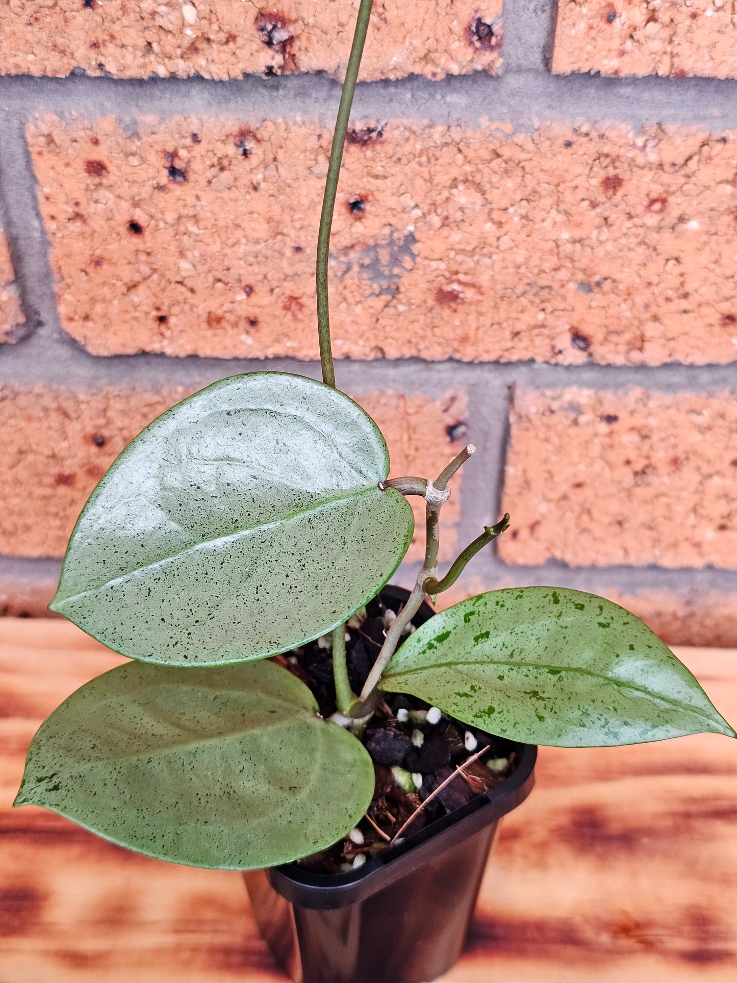 💥Hoya verticillata 'Heart Silver'💥