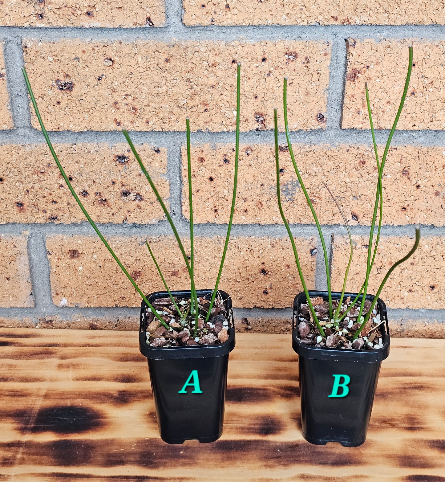 💥🪴Hoya spartioides (The Leafless Hoya)🪴💥