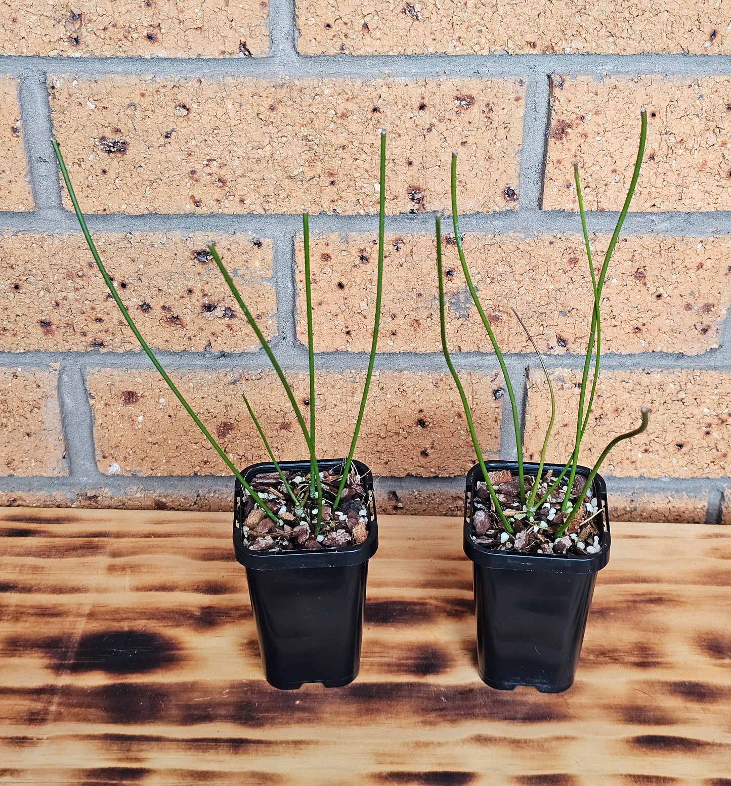 💥🪴Hoya spartioides (The Leafless Hoya)🪴💥