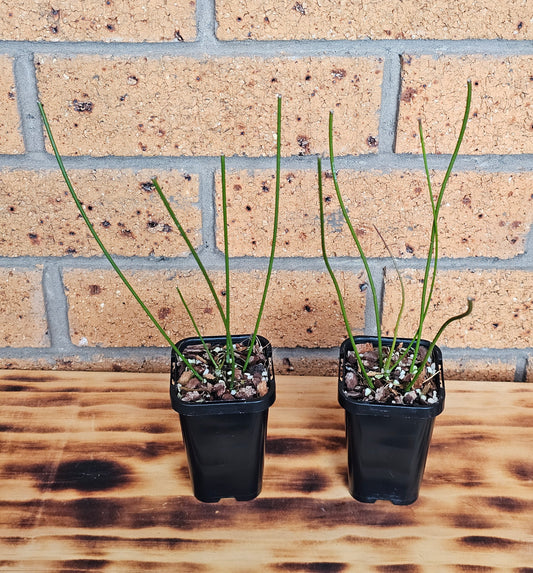 💥🪴Hoya spartioides (The Leafless Hoya)🪴💥