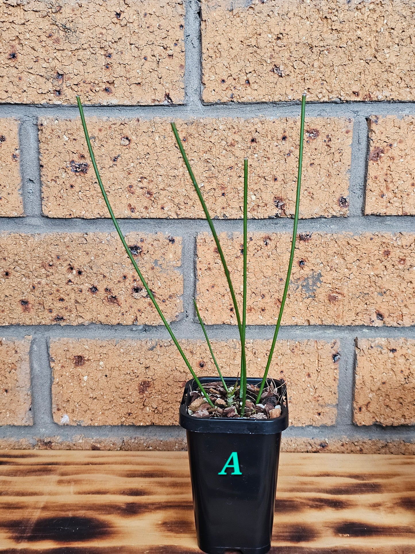 💥🪴Hoya spartioides (The Leafless Hoya)🪴💥