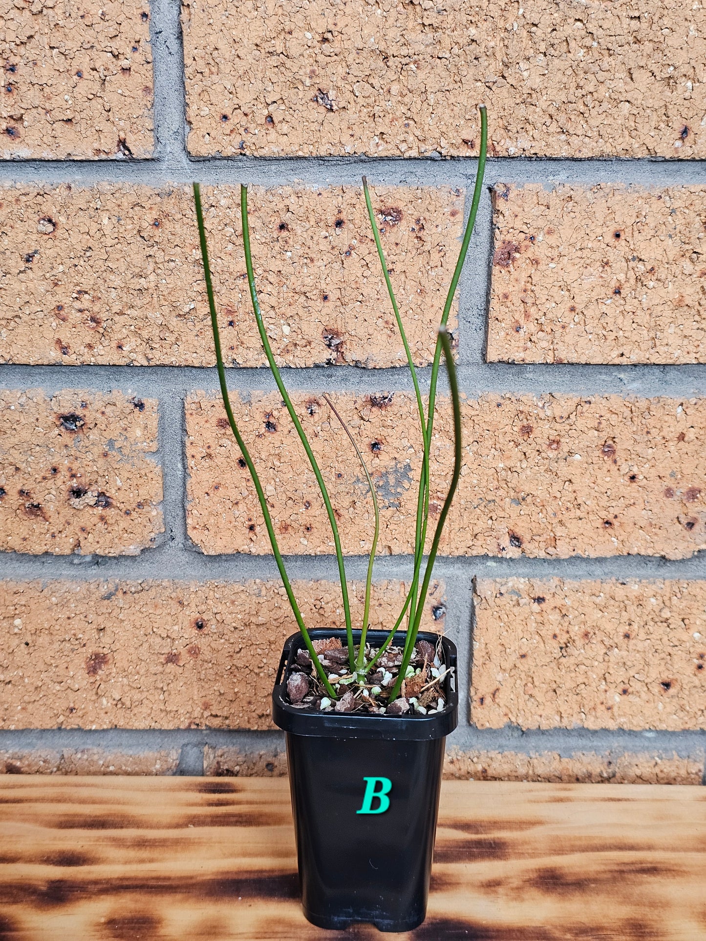 💥🪴Hoya spartioides (The Leafless Hoya)🪴💥