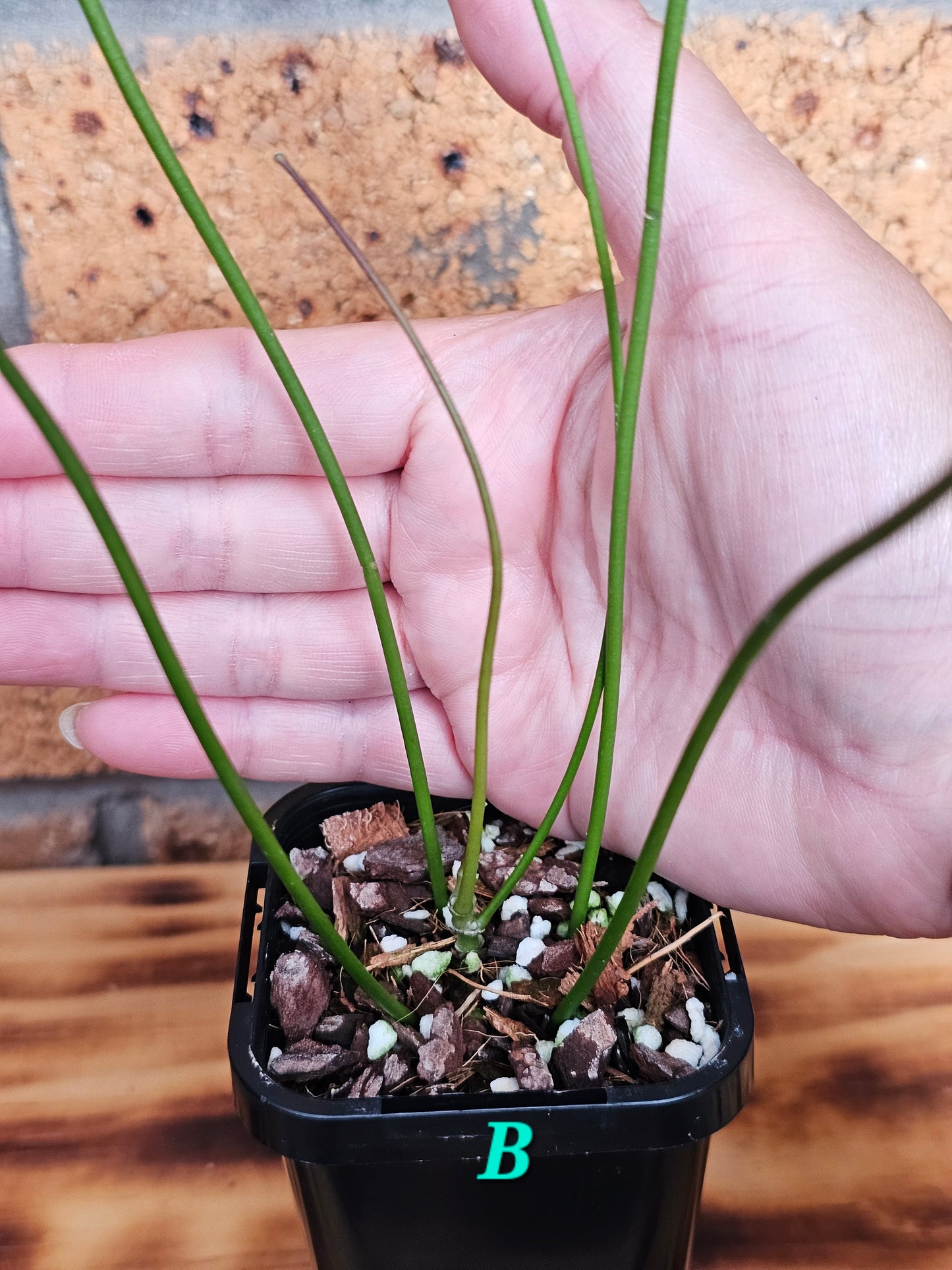 💥🪴Hoya spartioides (The Leafless Hoya)🪴💥