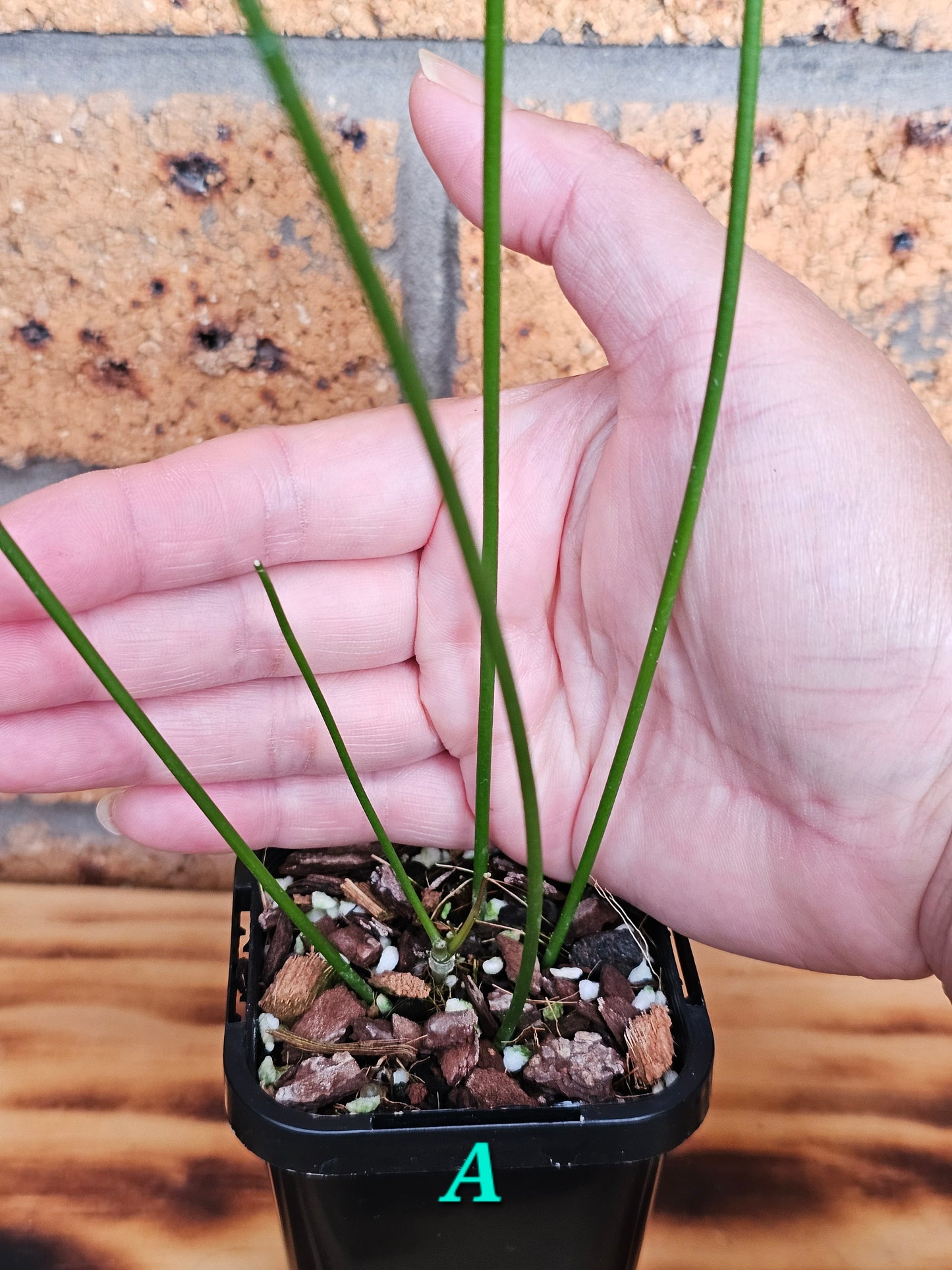 💥🪴Hoya spartioides (The Leafless Hoya)🪴💥