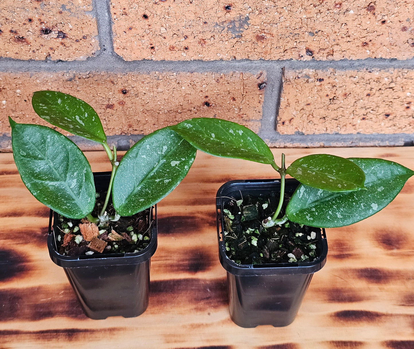 💥💫 Hoya lai chau 'Splash'💫💥