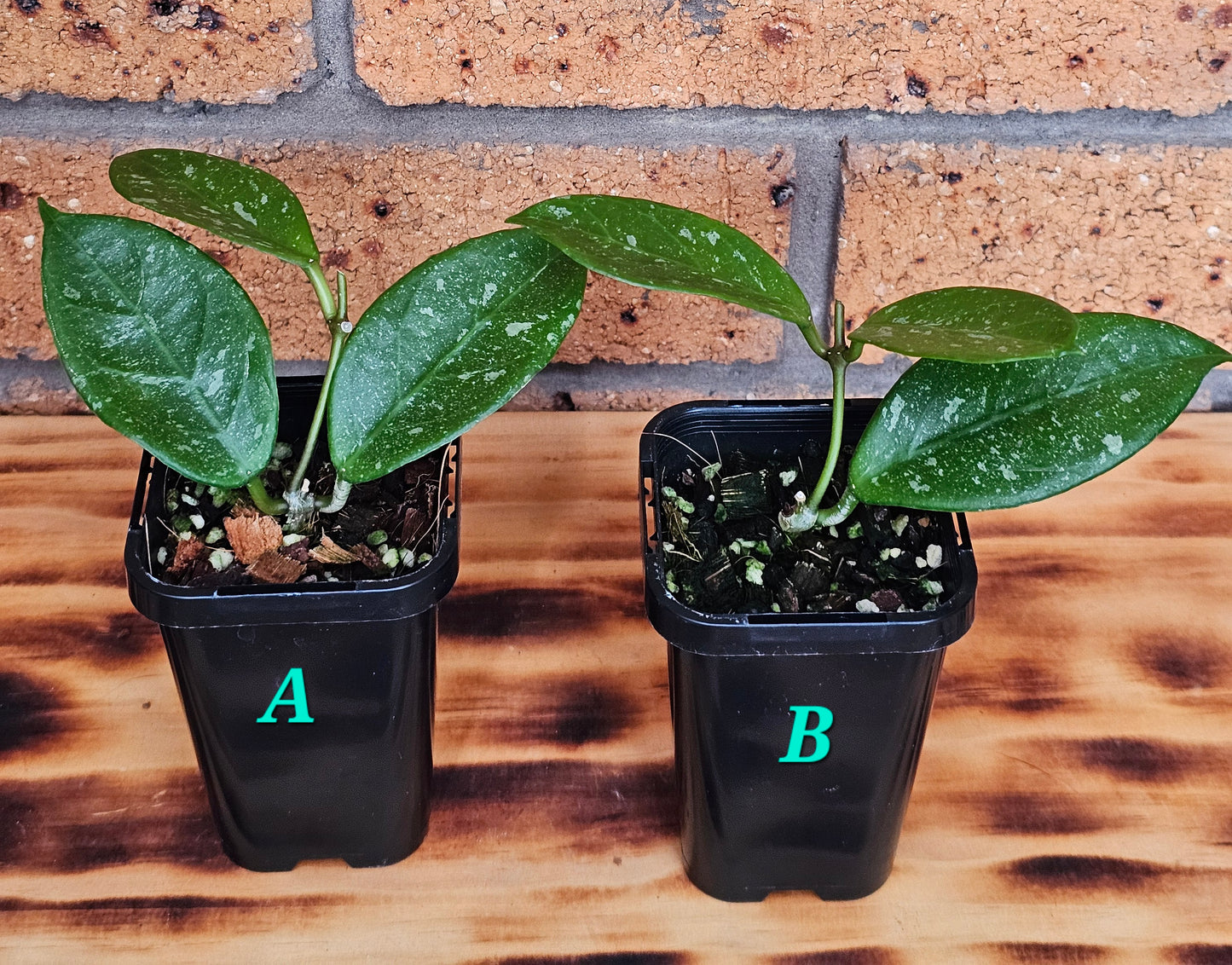 💥💫 Hoya lai chau 'Splash'💫💥