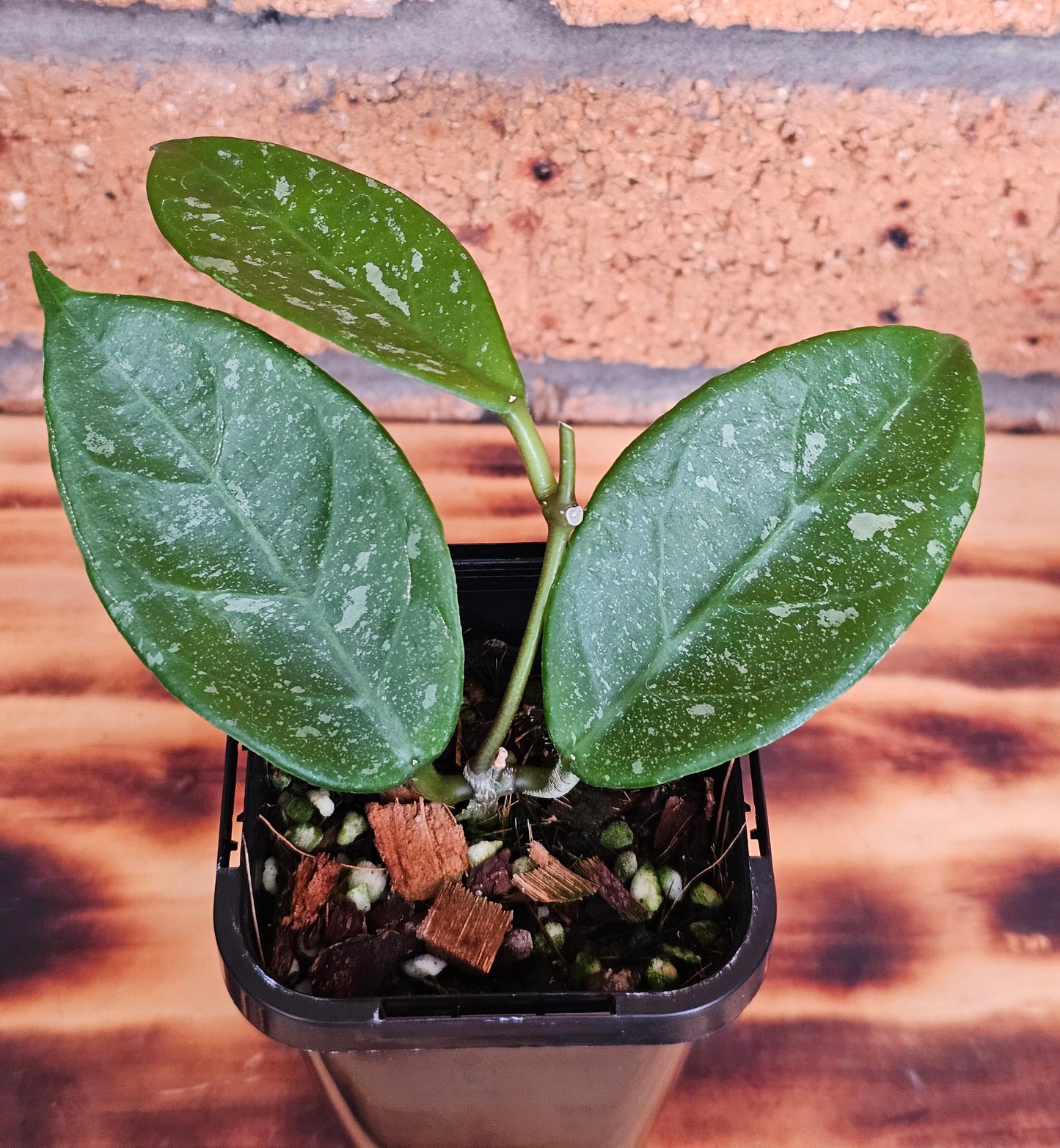 💥💫 Hoya lai chau 'Splash'💫💥